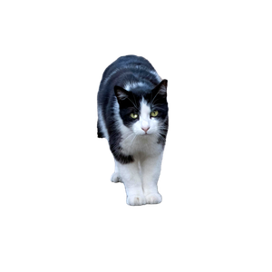 A Black And White Cat Standing Near A Fence Outdoors In Bornova, İZmir. 16761 - Cat PNG image with transparent background
